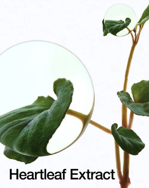 Anua Heartleaf 77 Soothing Toner 350ml + Heartleaf 70 Daily Relief Lotion 200ml from Korea by Anua