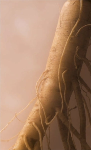 HANYUL Extreme Ginseng The Classic Serum Set (6 items) from Korea by HANYUL