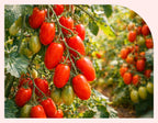 NutrioneLife NFC Organic Roma Tomato Juice 100% (20g x 14 pouches) from Korea