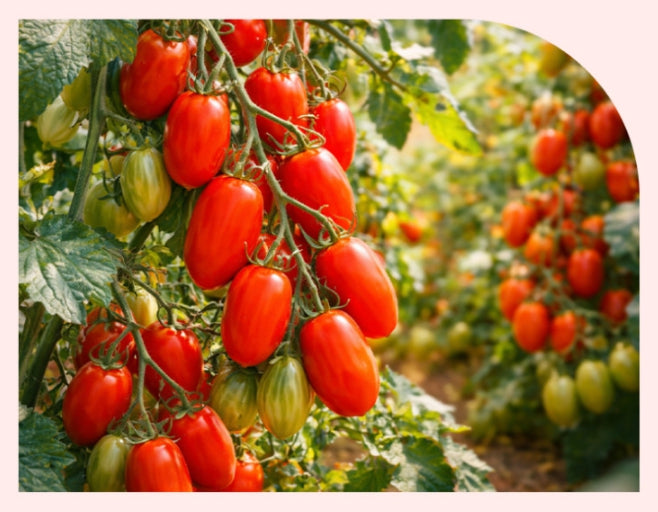 NutrioneLife NFC Organic Roma Tomato Juice 100% (20g x 14 pouches) from Korea