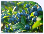 3 x NutrioneLife Organic Real Blueberry Puree 100% (20g x 14 pouches) from Korea