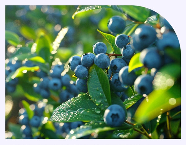3 x NutrioneLife Organic Real Blueberry Puree 100% (20g x 14 pouches) from Korea