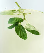 OSULLOC Peppermint Breeze, 10 Pyramid Tea Bags from Korea
