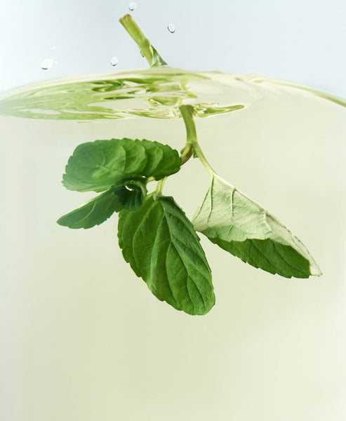 OSULLOC Peppermint Breze, 10 Piramid Tea Bags from Korea