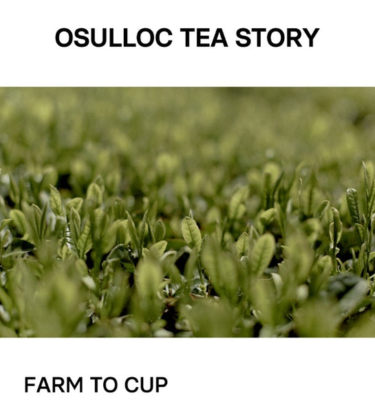 OSULLOC Sejak Green Tea 40g Pouch Organic Jeju OSULLOC Sejak Green Tea 40g Pouch Organic Jeju