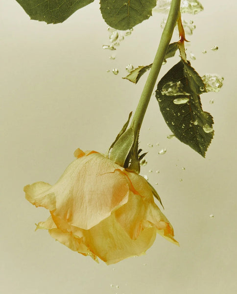 Osulloc Hochzeits-Grüntee, 1 Packung mit 20 Stück, aus Korea_KT