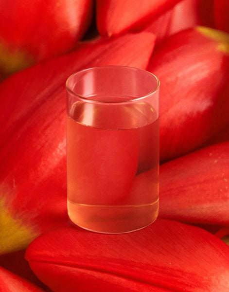 OSULLOC Camellia Forest Tea, 1 Box 10 Tea Bags, from Korea by OSULLOC