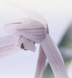 innisfree Jeju Orchid Enriched Cream 50ml from Korea