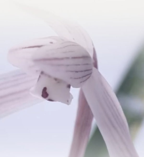 innisfree Jeju Orchid Enriched Cream 50ml from Korea